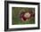 Maine, Harpswell. Red Poppy-Jaynes Gallery-Framed Photographic Print