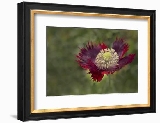 Maine, Harpswell. Red Poppy-Jaynes Gallery-Framed Photographic Print