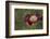 Maine, Harpswell. Red Poppy-Jaynes Gallery-Framed Photographic Print