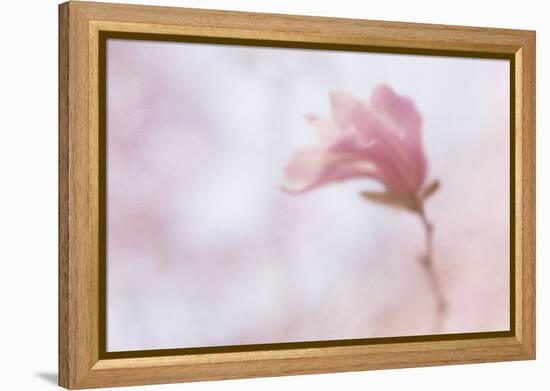 Maine, Harpswell. Soft Magnolia Flower-Jaynes Gallery-Framed Premier Image Canvas