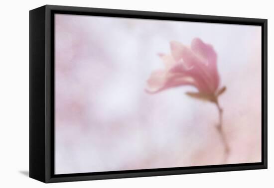 Maine, Harpswell. Soft Magnolia Flower-Jaynes Gallery-Framed Premier Image Canvas