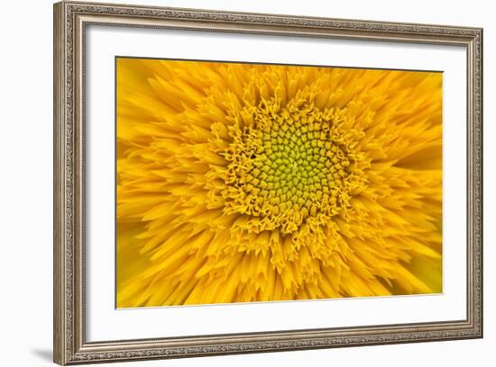 Maine, Harpswell. Sunflower Detail-Jaynes Gallery-Framed Photographic Print