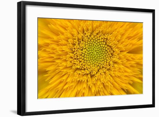 Maine, Harpswell. Sunflower Detail-Jaynes Gallery-Framed Photographic Print