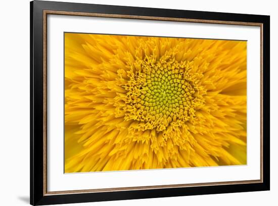 Maine, Harpswell. Sunflower Detail-Jaynes Gallery-Framed Photographic Print