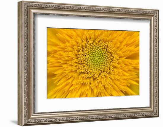 Maine, Harpswell. Sunflower Detail-Jaynes Gallery-Framed Photographic Print