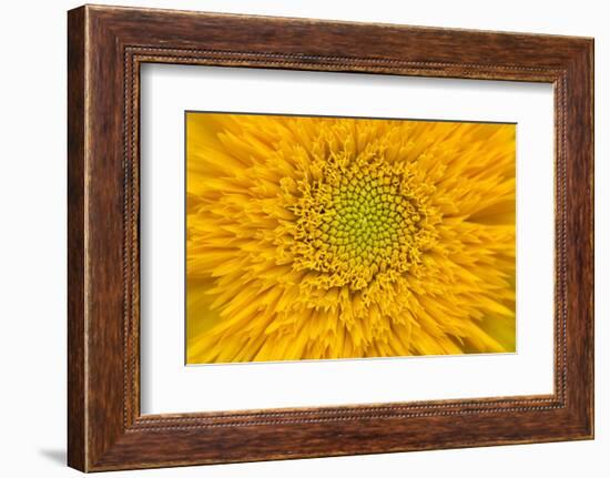 Maine, Harpswell. Sunflower Detail-Jaynes Gallery-Framed Photographic Print