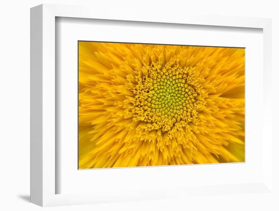 Maine, Harpswell. Sunflower Detail-Jaynes Gallery-Framed Photographic Print