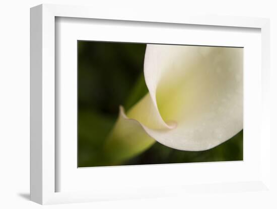 Maine, Harpswell. White Calla Lily Close-Up-Jaynes Gallery-Framed Photographic Print