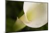Maine, Harpswell. White Calla Lily Close-Up-Jaynes Gallery-Mounted Photographic Print