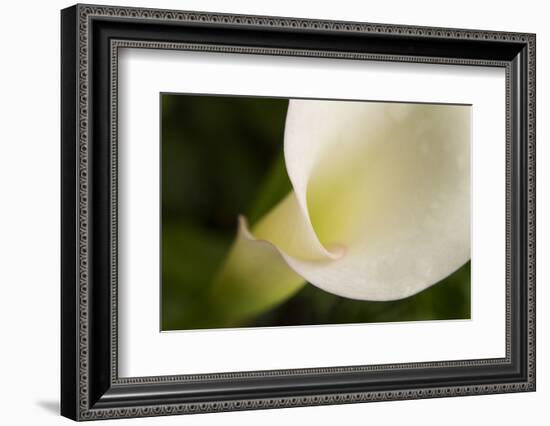 Maine, Harpswell. White Calla Lily Close-Up-Jaynes Gallery-Framed Photographic Print