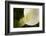 Maine, Harpswell. White Calla Lily Close-Up-Jaynes Gallery-Framed Photographic Print