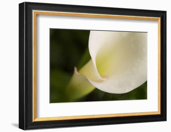 Maine, Harpswell. White Calla Lily Close-Up-Jaynes Gallery-Framed Photographic Print