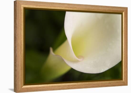 Maine, Harpswell. White Calla Lily Close-Up-Jaynes Gallery-Framed Premier Image Canvas