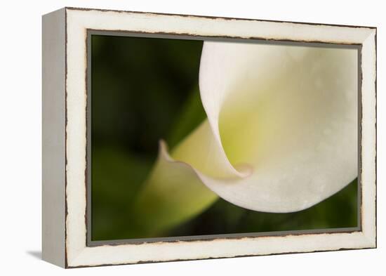 Maine, Harpswell. White Calla Lily Close-Up-Jaynes Gallery-Framed Premier Image Canvas