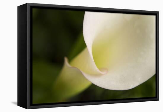 Maine, Harpswell. White Calla Lily Close-Up-Jaynes Gallery-Framed Premier Image Canvas