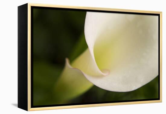 Maine, Harpswell. White Calla Lily Close-Up-Jaynes Gallery-Framed Premier Image Canvas