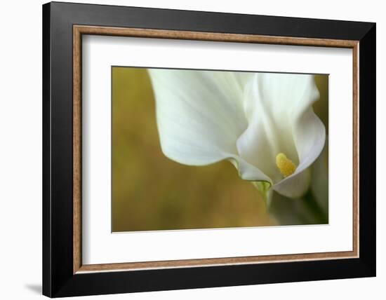 Maine, Harpswell. White Calla Lily-Jaynes Gallery-Framed Photographic Print