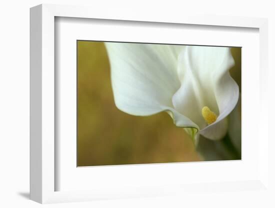 Maine, Harpswell. White Calla Lily-Jaynes Gallery-Framed Photographic Print