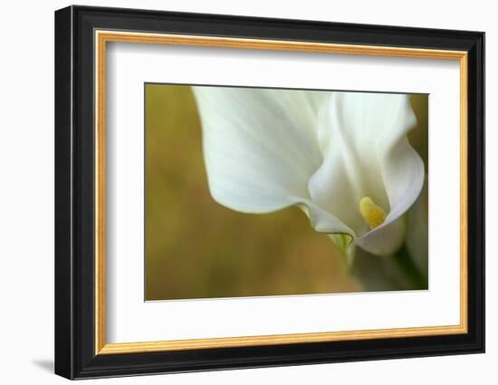 Maine, Harpswell. White Calla Lily-Jaynes Gallery-Framed Photographic Print