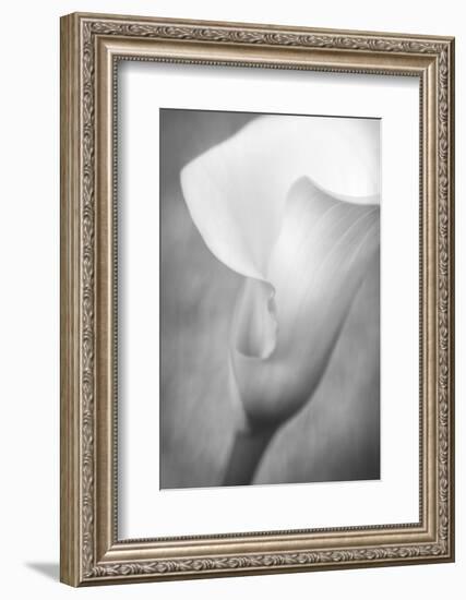 Maine, Harpswell. White Calla Lily-Jaynes Gallery-Framed Photographic Print