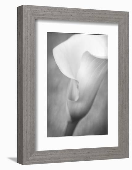 Maine, Harpswell. White Calla Lily-Jaynes Gallery-Framed Photographic Print