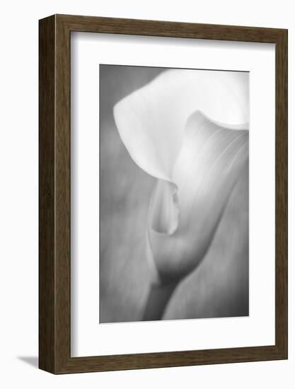 Maine, Harpswell. White Calla Lily-Jaynes Gallery-Framed Photographic Print