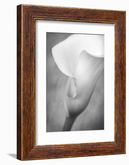 Maine, Harpswell. White Calla Lily-Jaynes Gallery-Framed Photographic Print