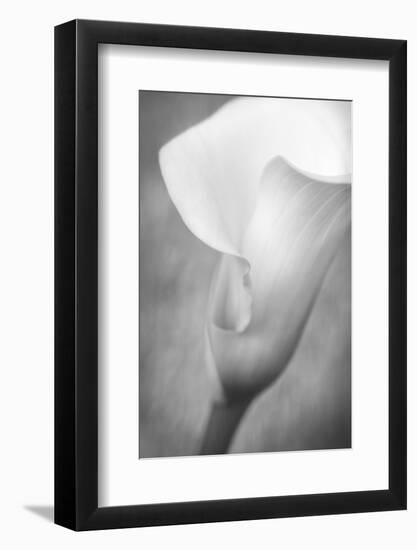 Maine, Harpswell. White Calla Lily-Jaynes Gallery-Framed Photographic Print