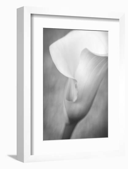 Maine, Harpswell. White Calla Lily-Jaynes Gallery-Framed Photographic Print