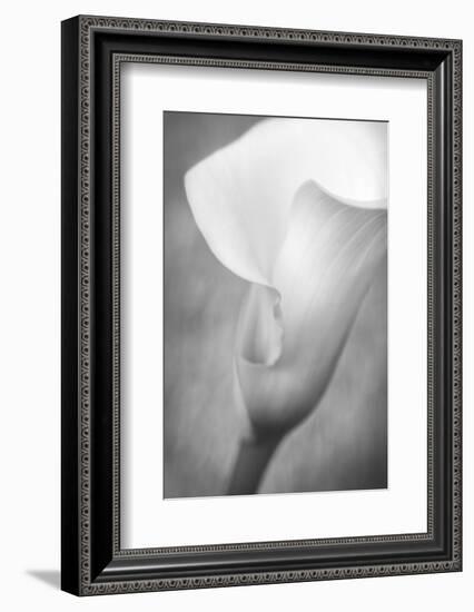 Maine, Harpswell. White Calla Lily-Jaynes Gallery-Framed Photographic Print