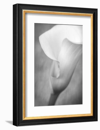 Maine, Harpswell. White Calla Lily-Jaynes Gallery-Framed Photographic Print