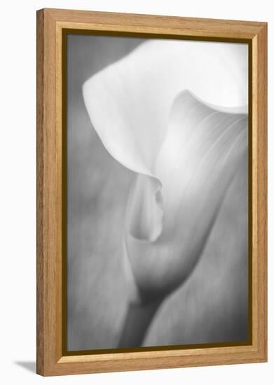 Maine, Harpswell. White Calla Lily-Jaynes Gallery-Framed Premier Image Canvas