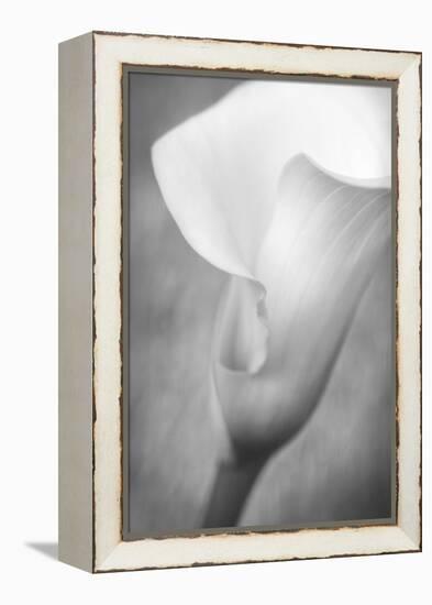 Maine, Harpswell. White Calla Lily-Jaynes Gallery-Framed Premier Image Canvas