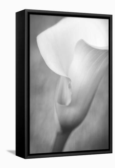 Maine, Harpswell. White Calla Lily-Jaynes Gallery-Framed Premier Image Canvas