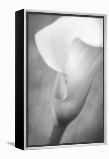 Maine, Harpswell. White Calla Lily-Jaynes Gallery-Framed Premier Image Canvas