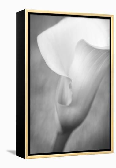 Maine, Harpswell. White Calla Lily-Jaynes Gallery-Framed Premier Image Canvas