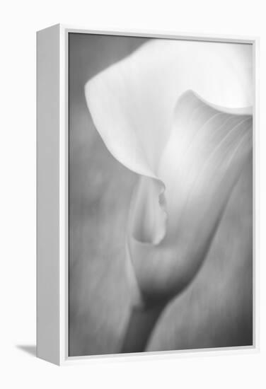 Maine, Harpswell. White Calla Lily-Jaynes Gallery-Framed Premier Image Canvas