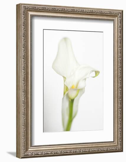 Maine, Harpswell. White Calla Lily-Jaynes Gallery-Framed Photographic Print