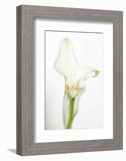 Maine, Harpswell. White Calla Lily-Jaynes Gallery-Framed Photographic Print