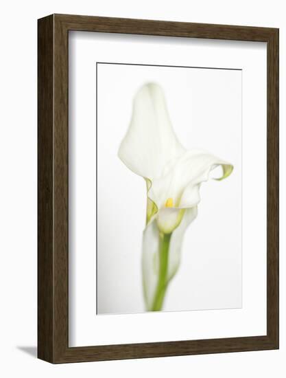 Maine, Harpswell. White Calla Lily-Jaynes Gallery-Framed Photographic Print