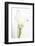 Maine, Harpswell. White Calla Lily-Jaynes Gallery-Framed Photographic Print