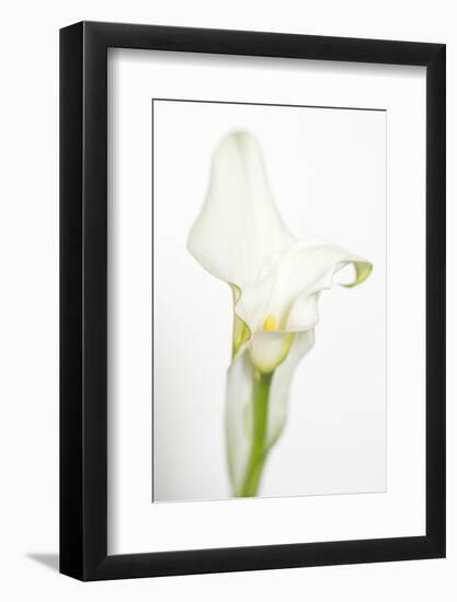 Maine, Harpswell. White Calla Lily-Jaynes Gallery-Framed Photographic Print