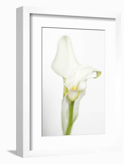 Maine, Harpswell. White Calla Lily-Jaynes Gallery-Framed Photographic Print