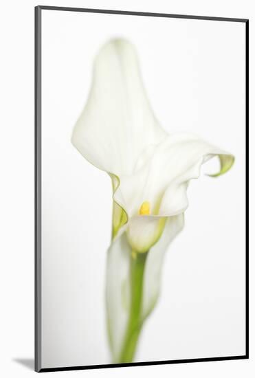 Maine, Harpswell. White Calla Lily-Jaynes Gallery-Mounted Photographic Print