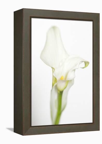 Maine, Harpswell. White Calla Lily-Jaynes Gallery-Framed Premier Image Canvas