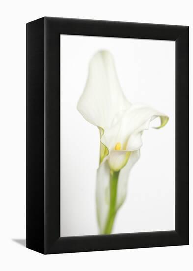 Maine, Harpswell. White Calla Lily-Jaynes Gallery-Framed Premier Image Canvas