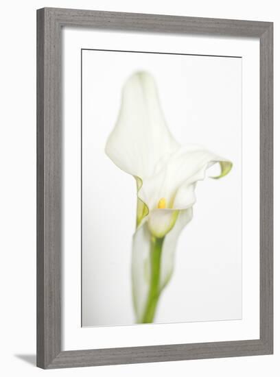 Maine, Harpswell. White Calla Lily-Jaynes Gallery-Framed Photographic Print