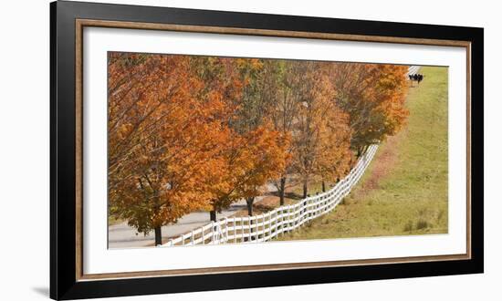 Maine, Pownal. Fenceline and Cow-Jaynes Gallery-Framed Photographic Print