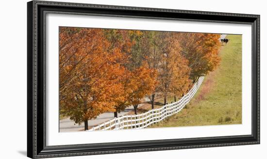 Maine, Pownal. Fenceline and Cow-Jaynes Gallery-Framed Photographic Print