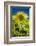 Maine, Wiscasset, Sunflower-Walter Bibikow-Framed Photographic Print